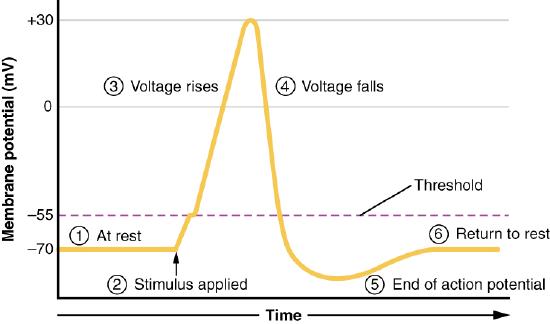 Detailed stages of action potential