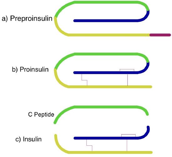 7.16: The Endocrine Pancreas - Medicine LibreTexts