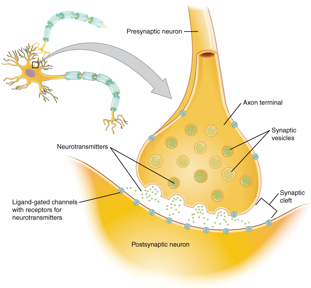 Neurotransmitter release by a presynaptic neuron at a chemical synapse