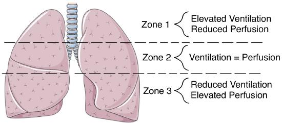12.5: Ventilation and Perfusion - Medicine LibreTexts