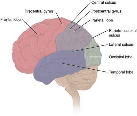 11 The Central Nervous System Brain Medicine Libretexts