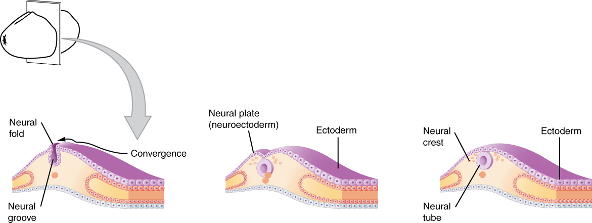 From a neural plate, a small groove makes a neural fold which then closes and becomes a hollow neural tube.