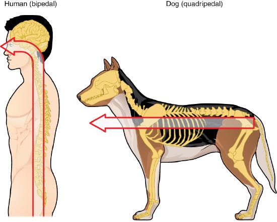 Comparison between a man and a dog in terms of the line between the brain and spinal cord