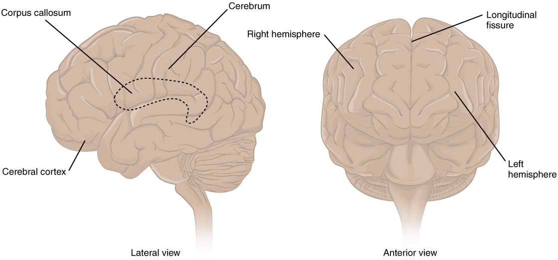 Lateral view and anterior view of the Cerebrum