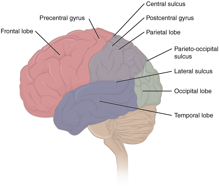 Mitten brain: thumb is temporal, distal fingers are frontal, proximal are parietal, rest is occipital. 