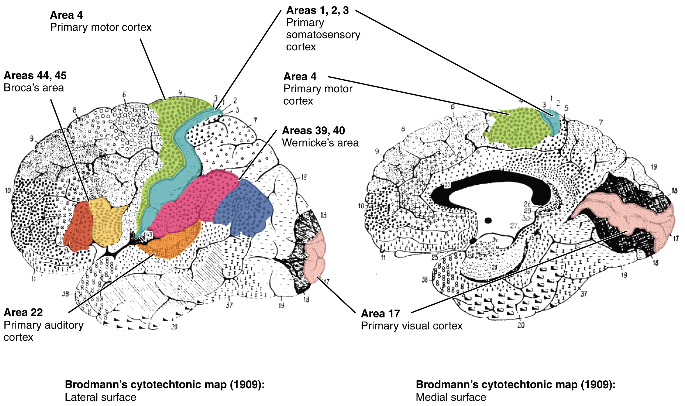Broadmann areas in cerebral cortex