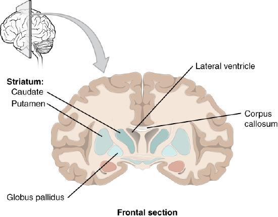 Frontal section showing basal ganglia