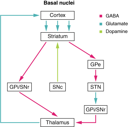 Pathways in basal nuclei