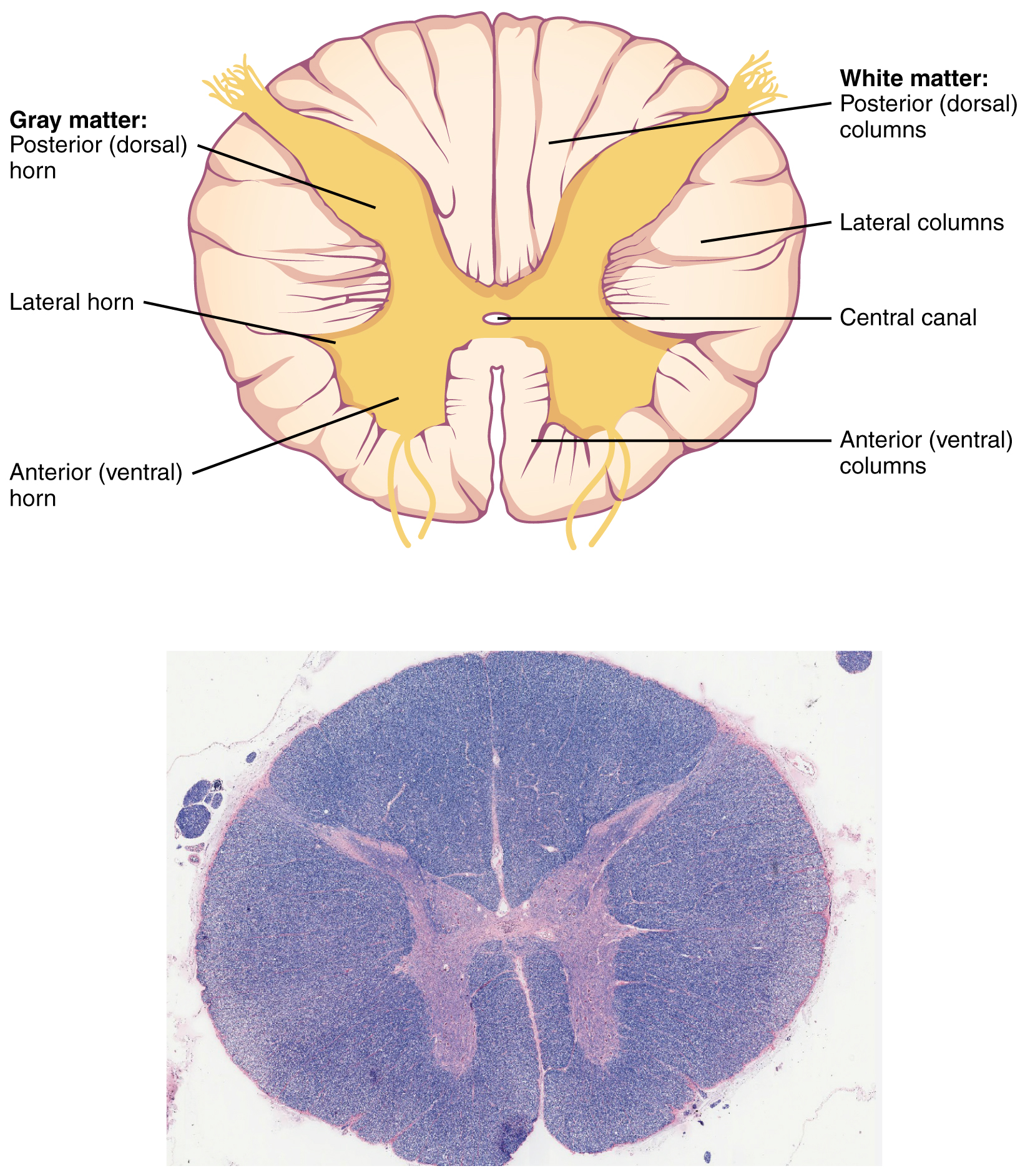 Schematic representation of gray matter & white matter in the spinal cord AND a micrograph of spinal cord cross section