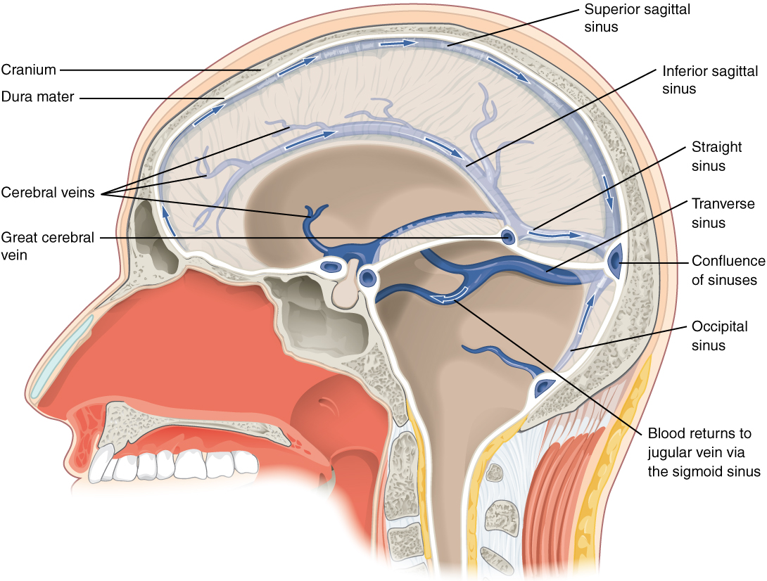 Dural sinuses are embedded into the cranial dural septa. Depicted in blue to show venous blood.