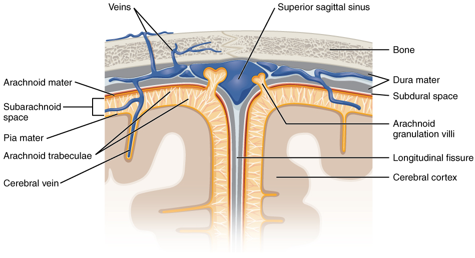 Coronal section of the meninges. From superficial to deep: bone, dura, arachnoid, and pia mater.