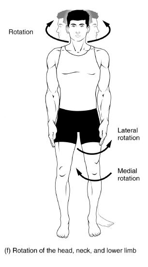 Transversal Rotation 5.8: Joint Movement - Medicine LibreTexts