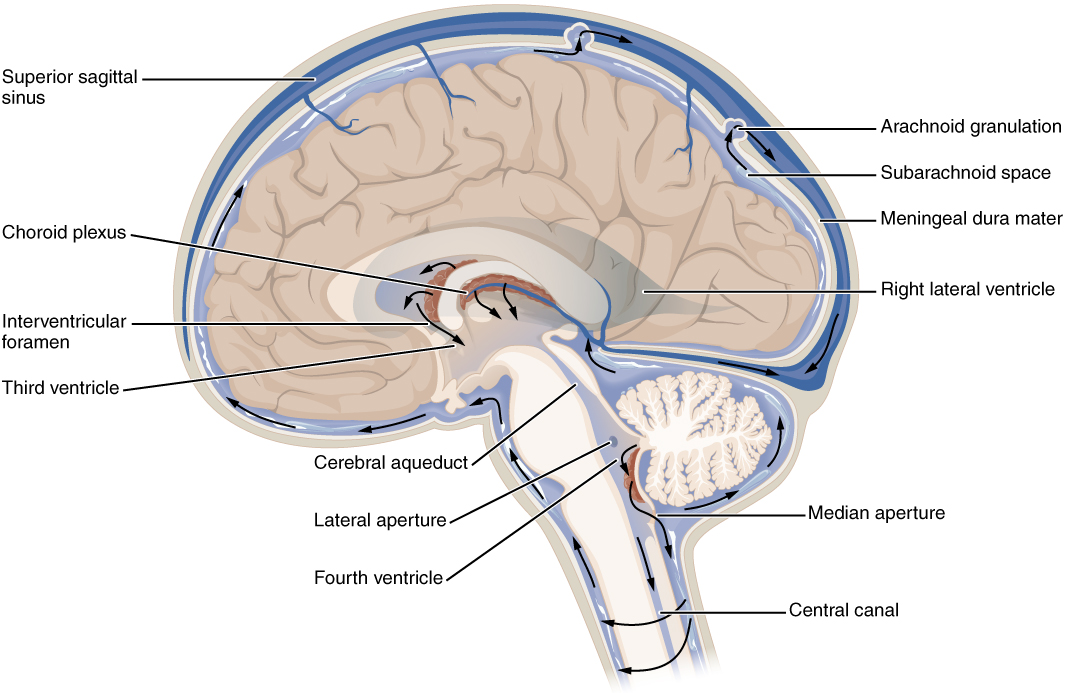 Brain cavities are filled with CSF. Dural sinuses around the brain are also filled with CSF.