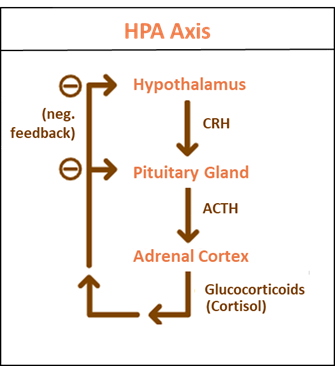 HPA  Axis