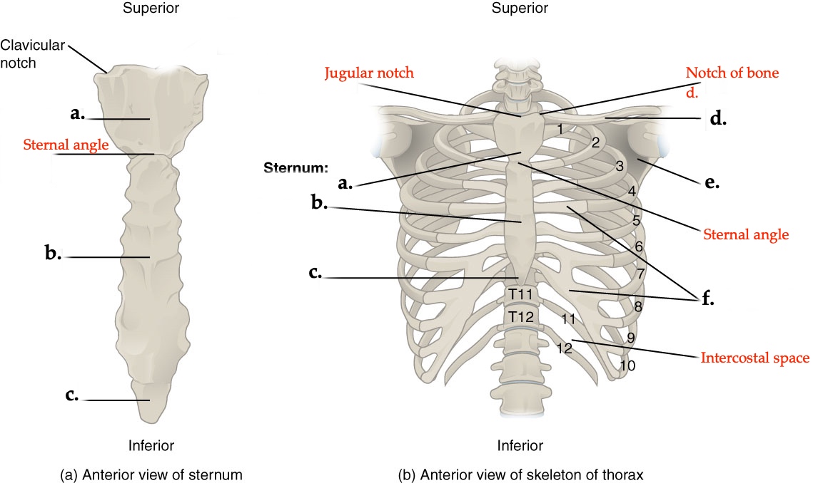 Diagram of a human skeleton, featuring labeled bones from the spine and ribcage, highlighting key anatomical structures.