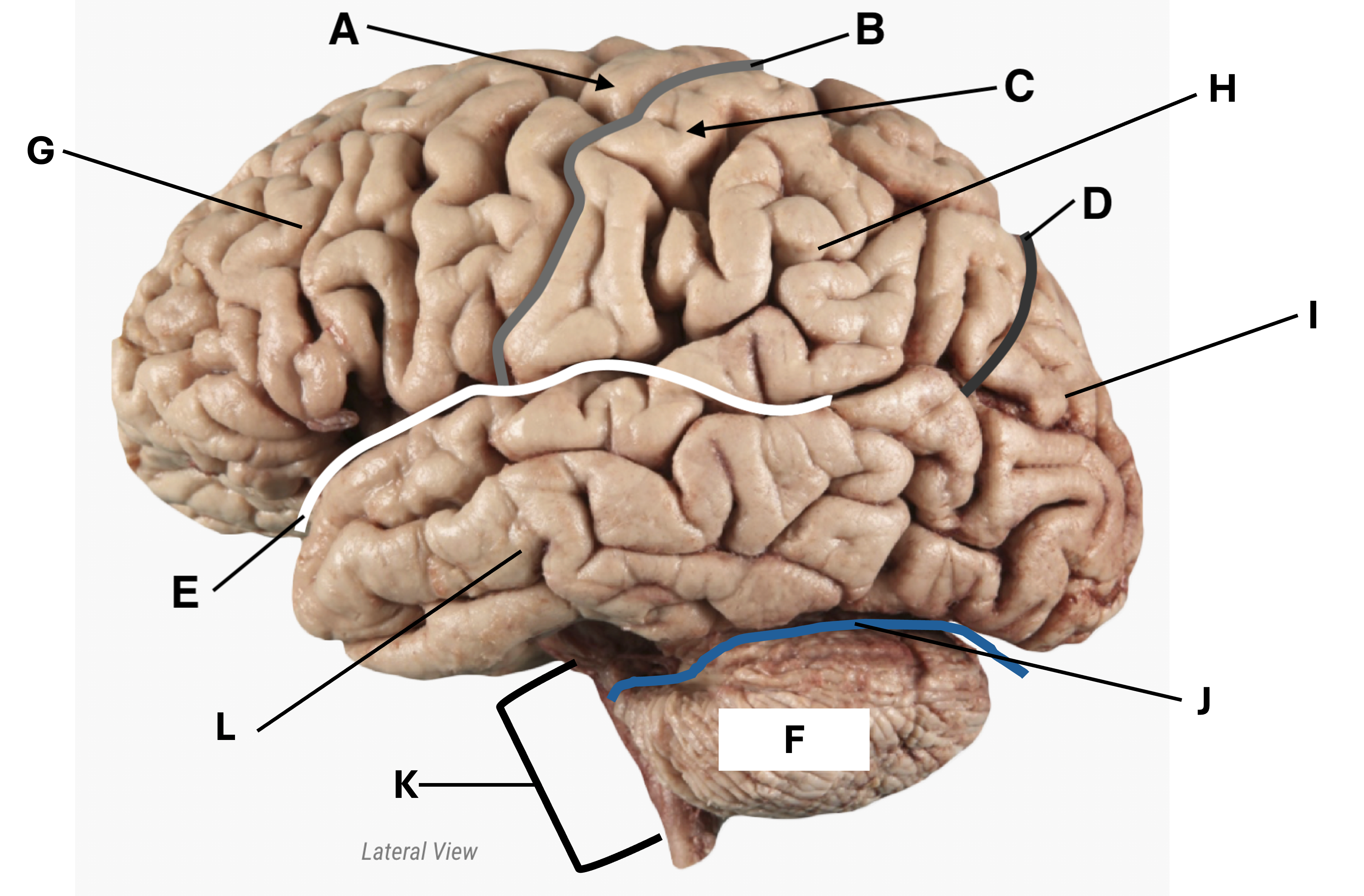 Lateral view of a human brain, labeled with letters A through L indicating various anatomical features and structures.