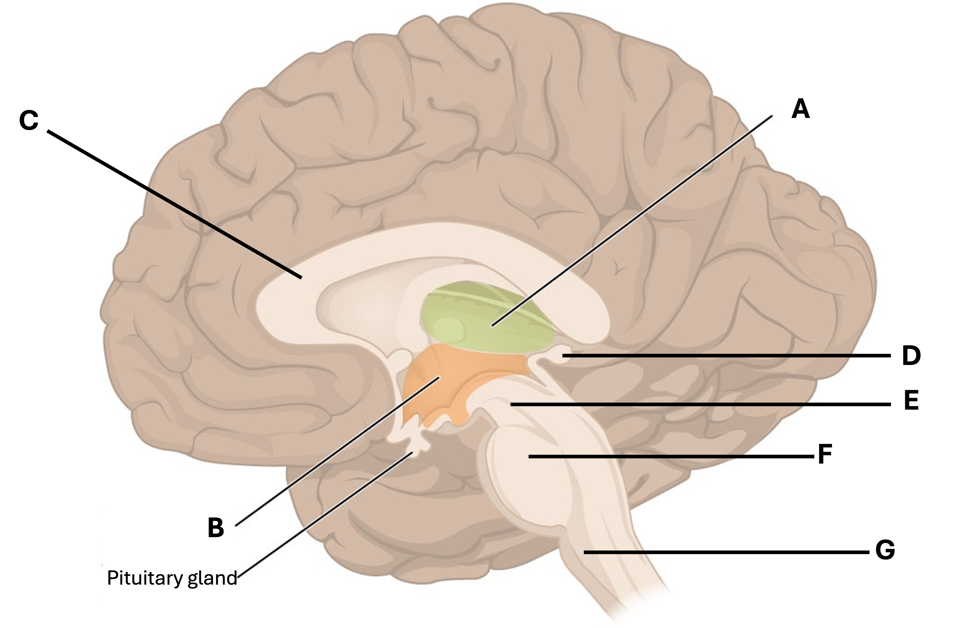 Diagram of a brain highlighting sections, including the pituitary gland, with labeled anatomical parts.