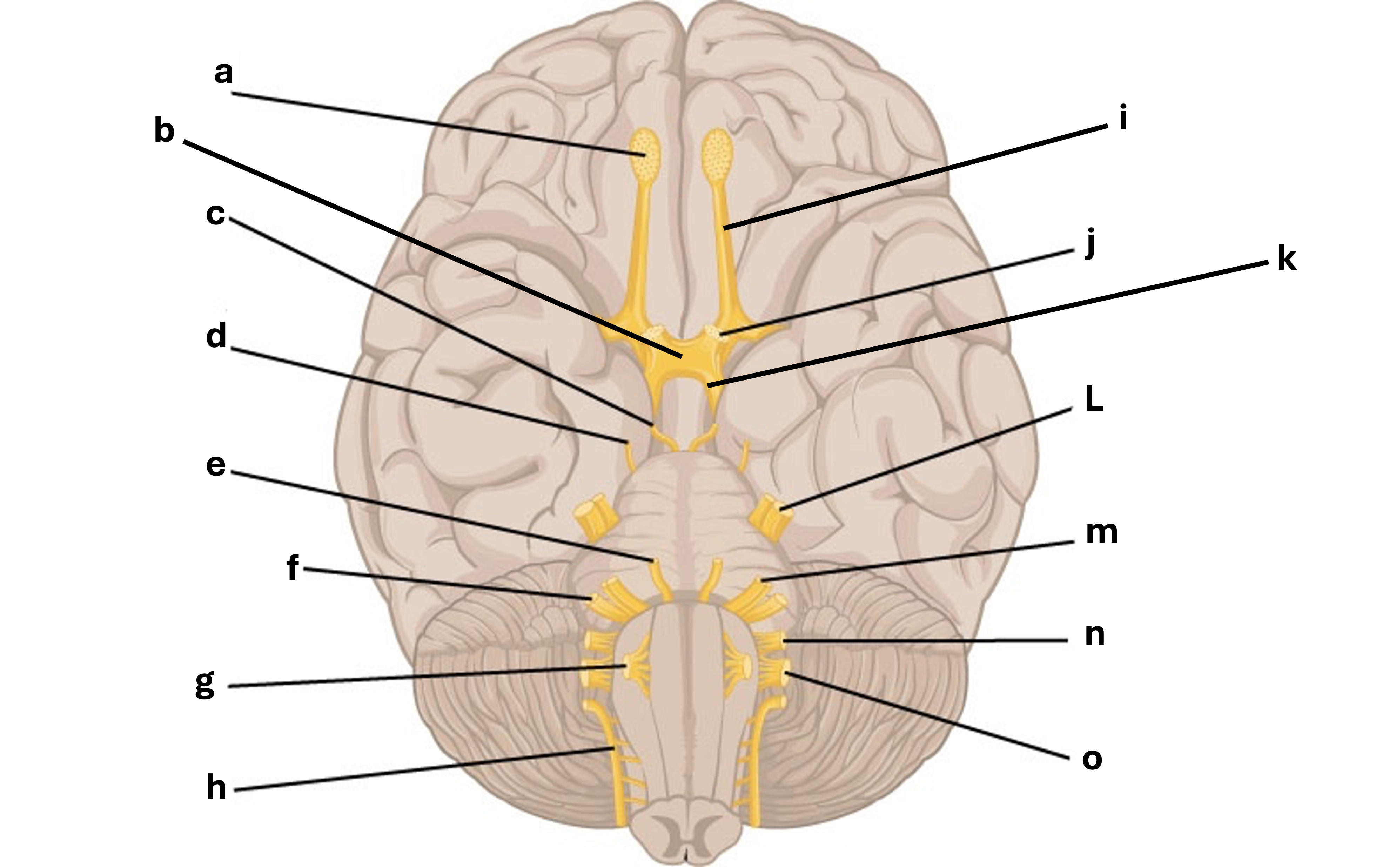 Illustration of a brain with labeled parts (a-o), highlighting various anatomical structures in a clear, educational manner.