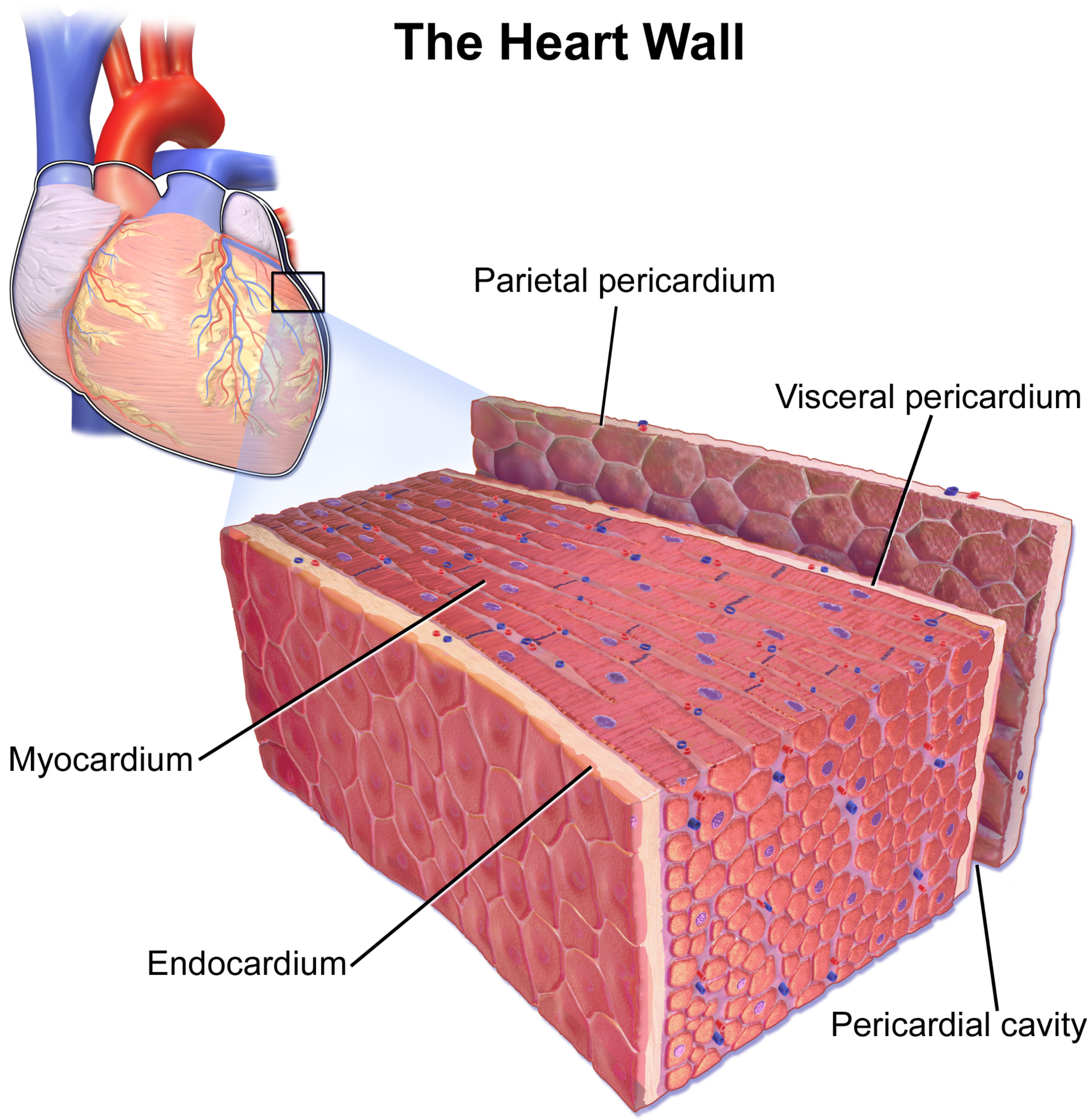 Illustration of the heart wall, labeled with parietal pericardium, visceral pericardium, myocardium, endocardium, and pericardial cavity.