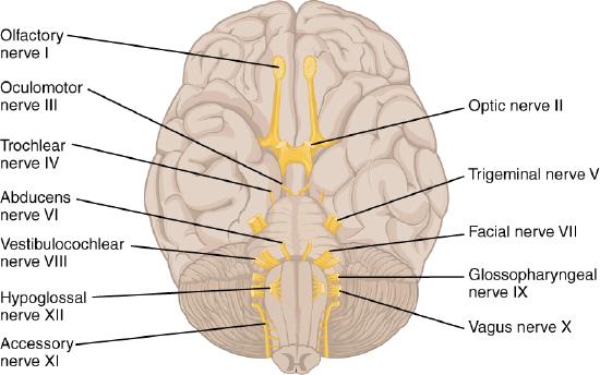 The origin and insertion of the cranial nerves