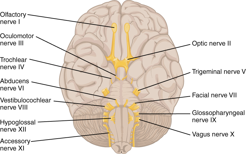 Inferior view of brain with cranial nerves emerging from it. 1 to 12 from anterior to posterior.
