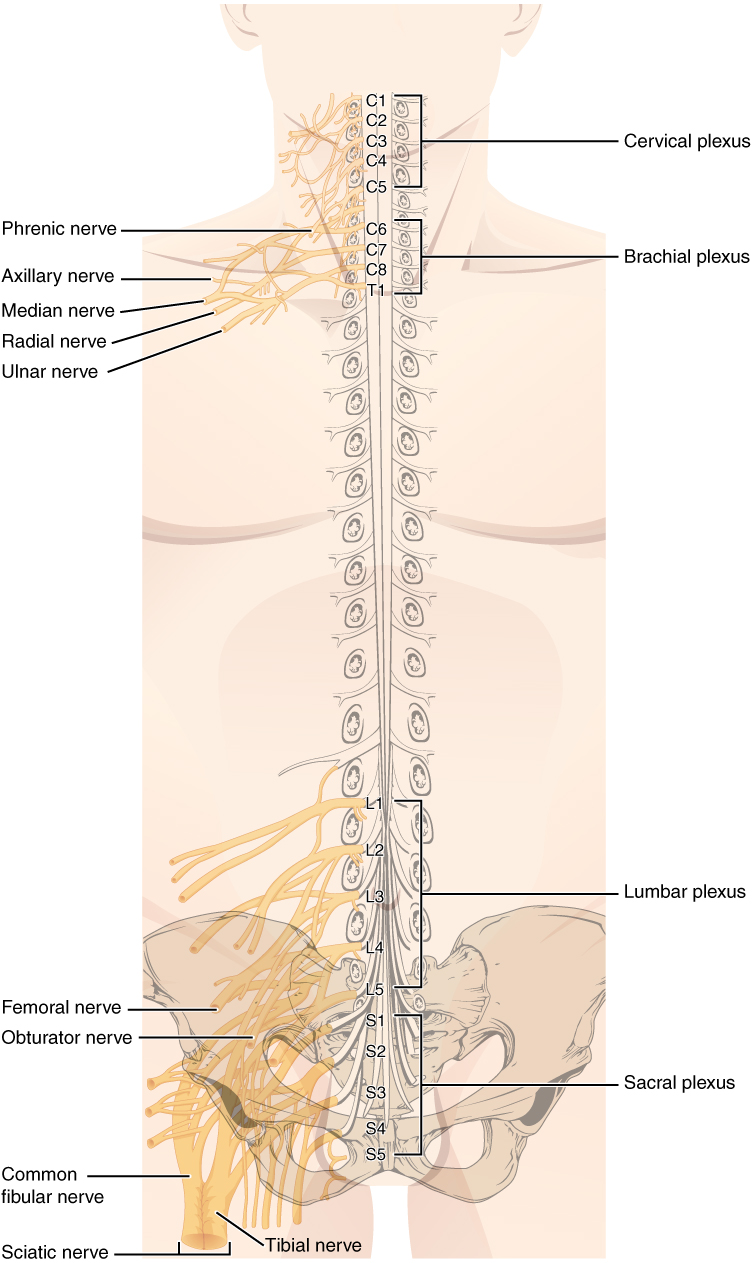 Nerves emerging from spinal cord and interconnecting in the cervical and lumbar region of the body.