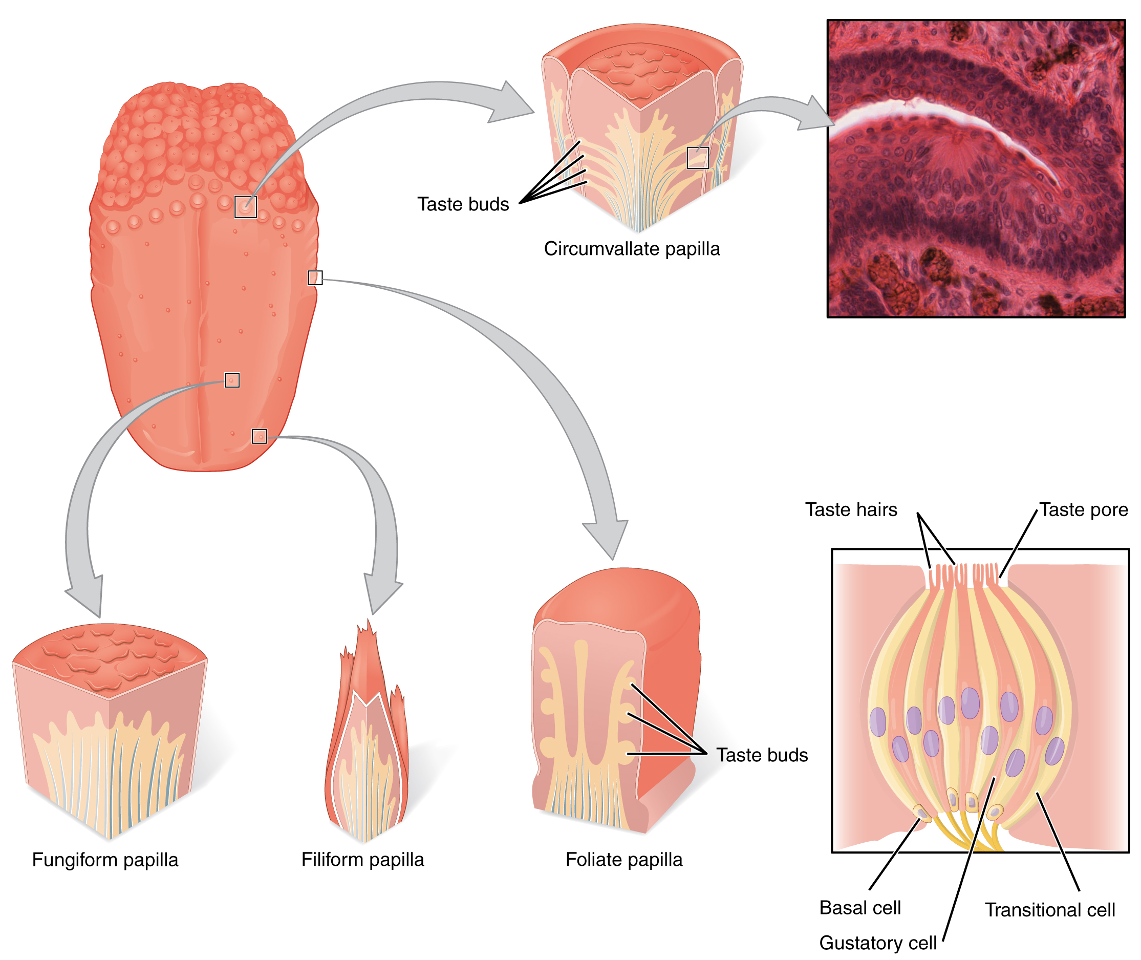 Tongue with magnified papillae types. Micrograph shows histology. Diagram shows a typical taste bud.