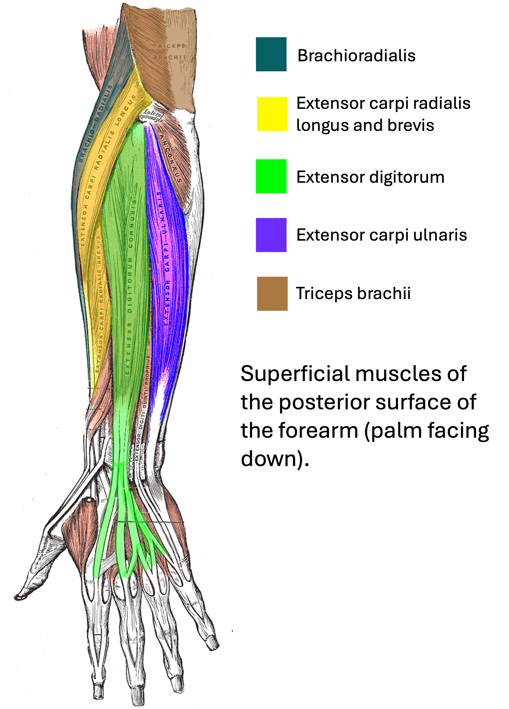 Multiphus Muscle Superficial Muscles Of The Upper Arm