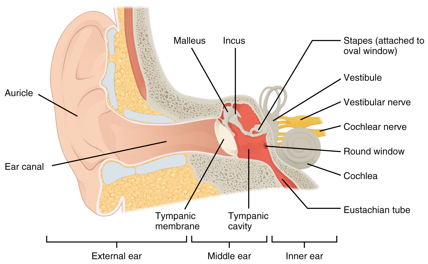 1404_The_Structures_of_the_Ear.jpg