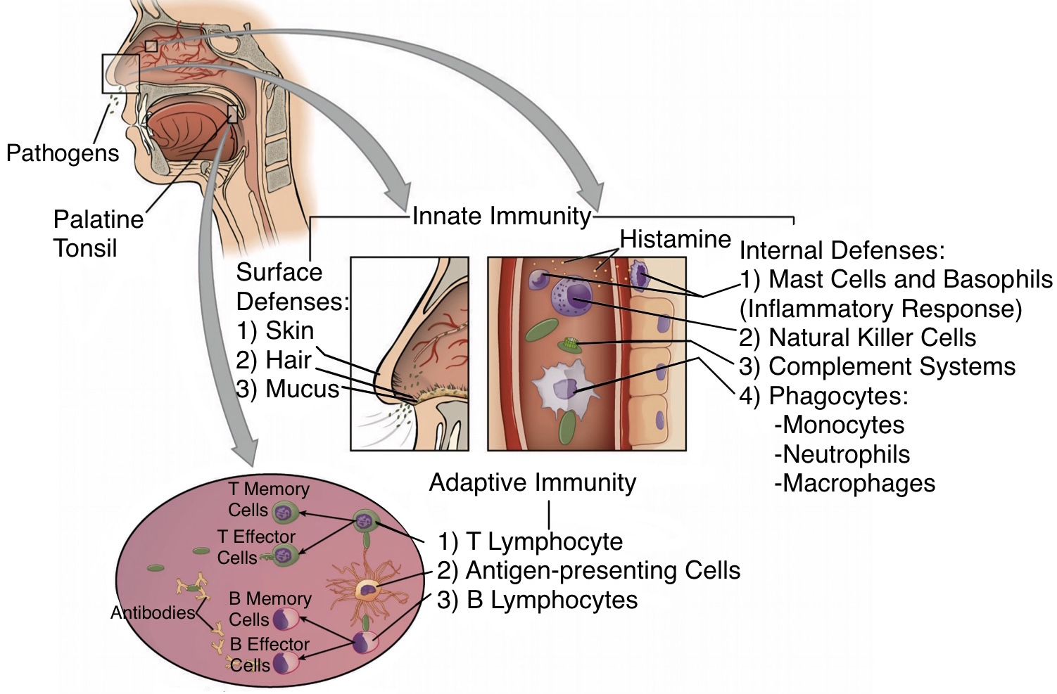 14.6: Barrier Defenses and Innate Immune Responses - Medicine LibreTexts