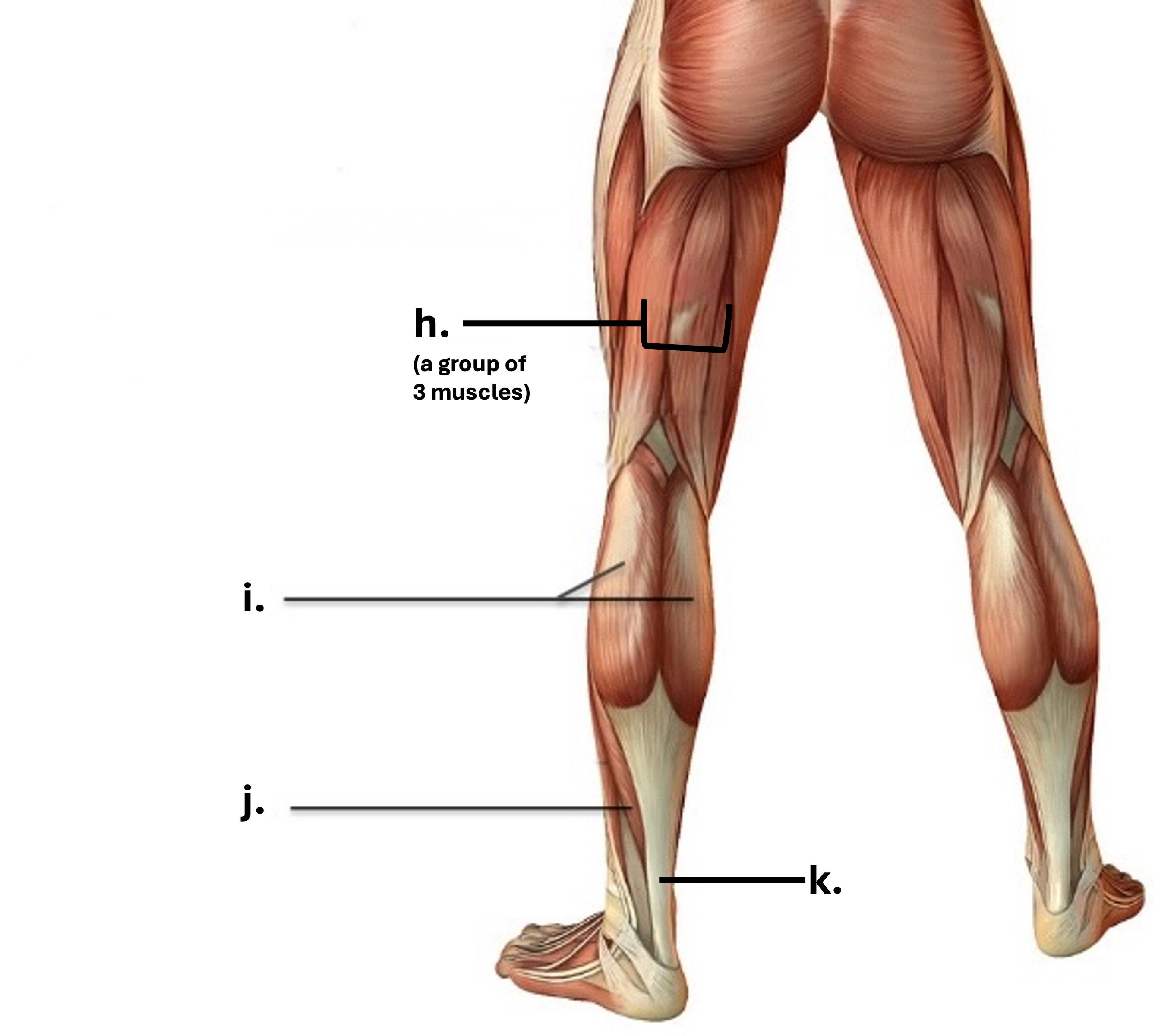 7.6: Questions and Review - Skeletal Muscles - Medicine LibreTexts