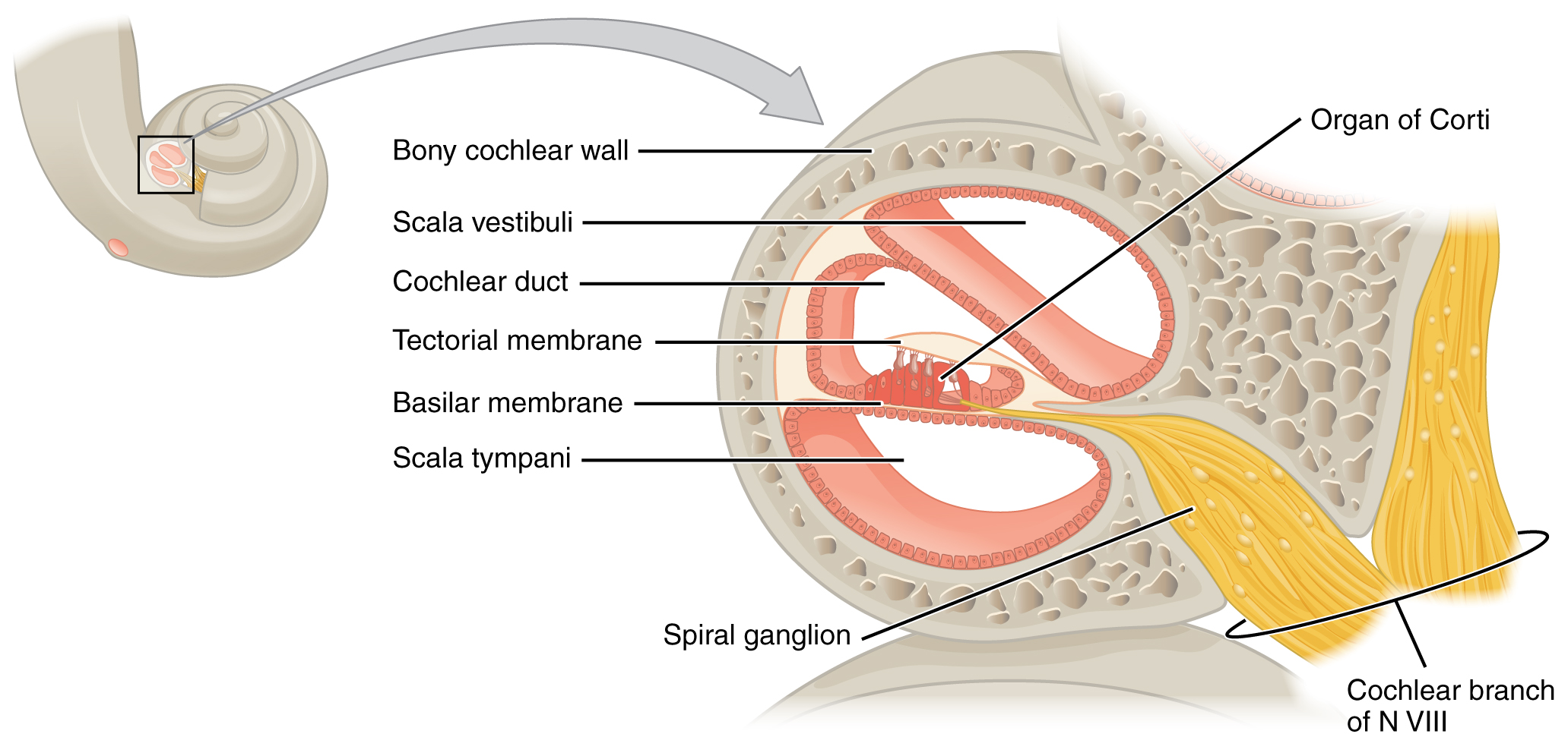 Cross-section of cochlea