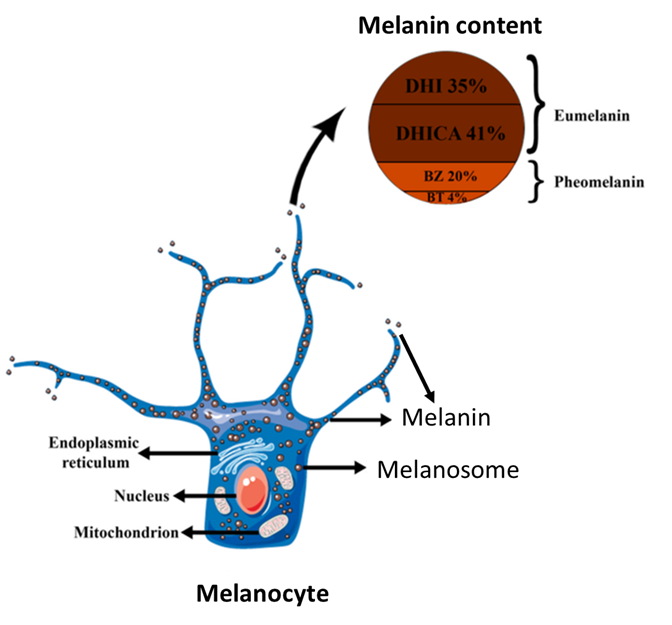 3.11: Melanin and Skin Color - Medicine LibreTexts