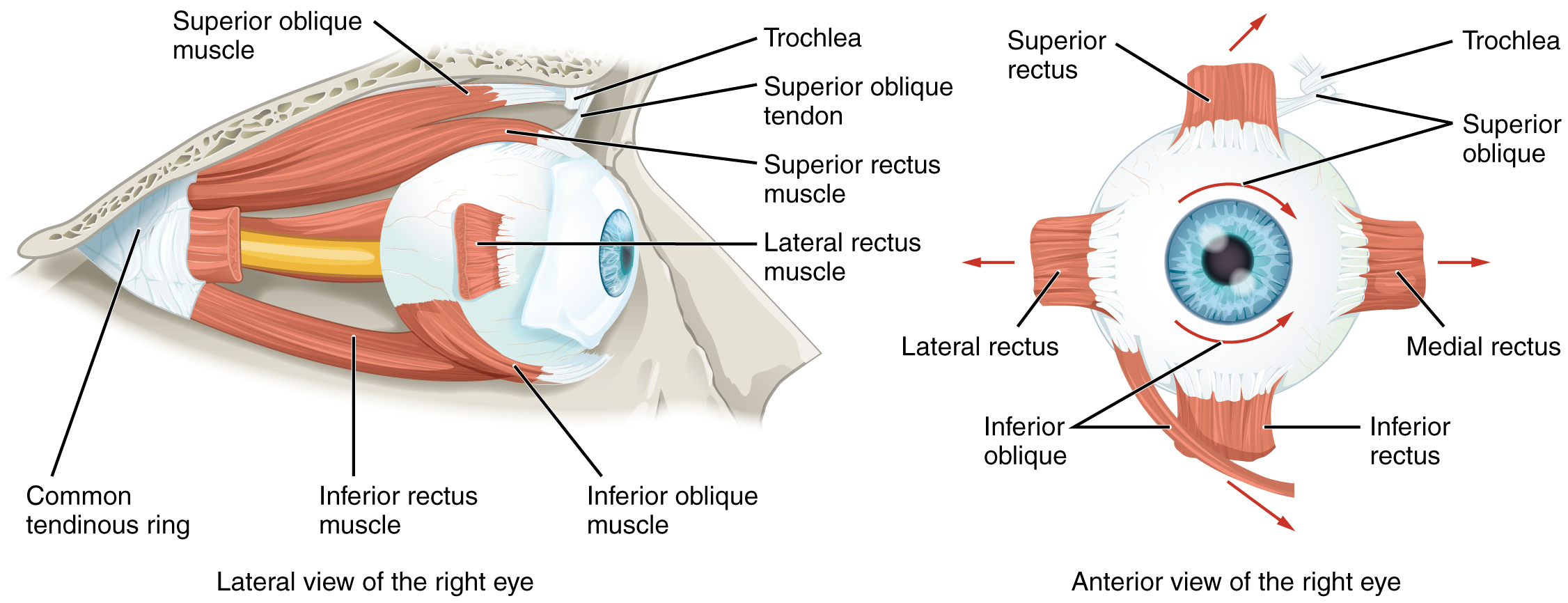 Lateral and anterior views of the eye showing the extraocular muscles and movements