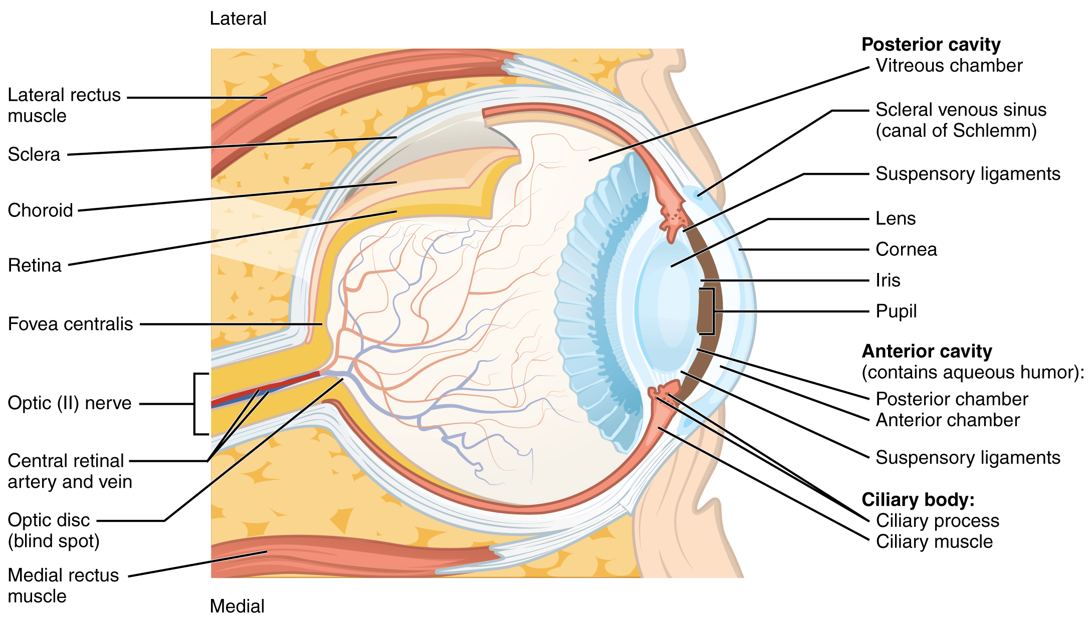 Cross-section of the eyeball