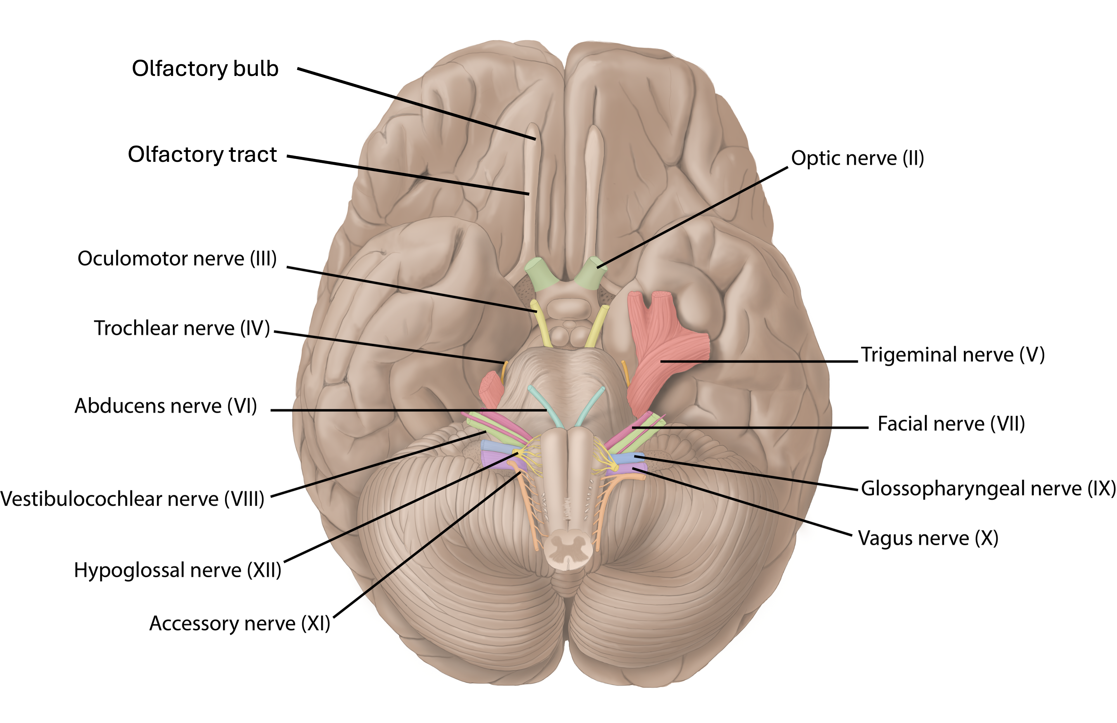 Diagram of the brain highlighting various cranial nerves, including the olfactory bulb, optic nerve, and others.