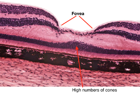 Microscopic view of the fovea with labeled layers of retinal tissue, showcasing different cell types and structures.