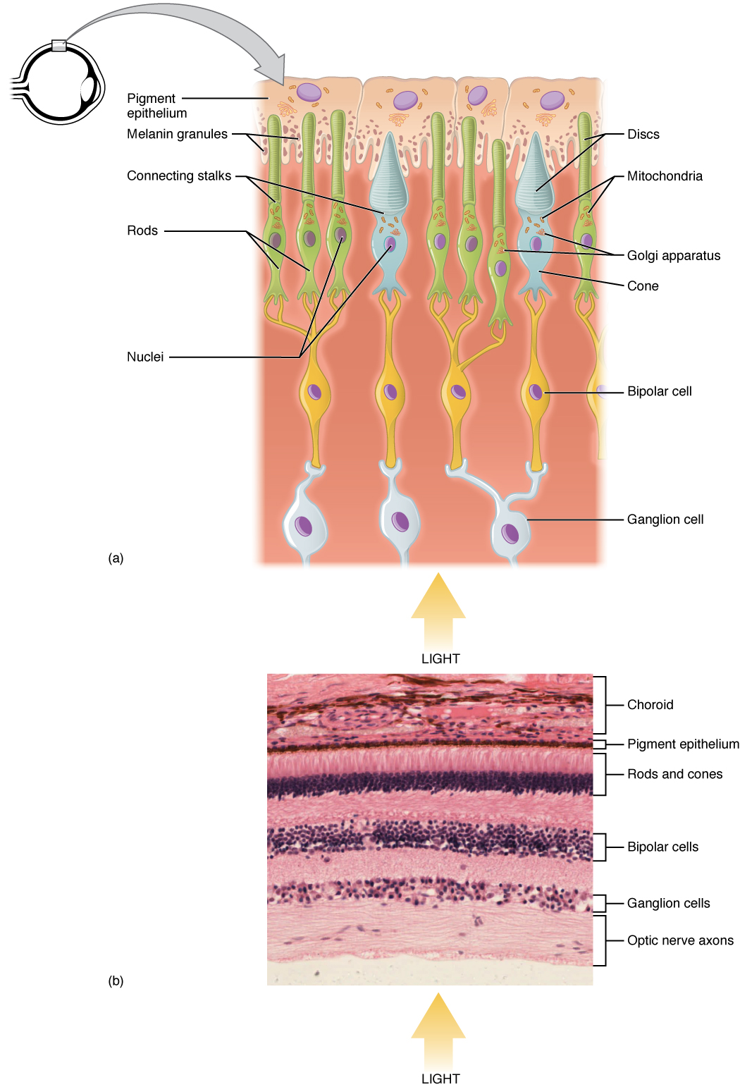 Retina with rods & cones and micrograph of retina