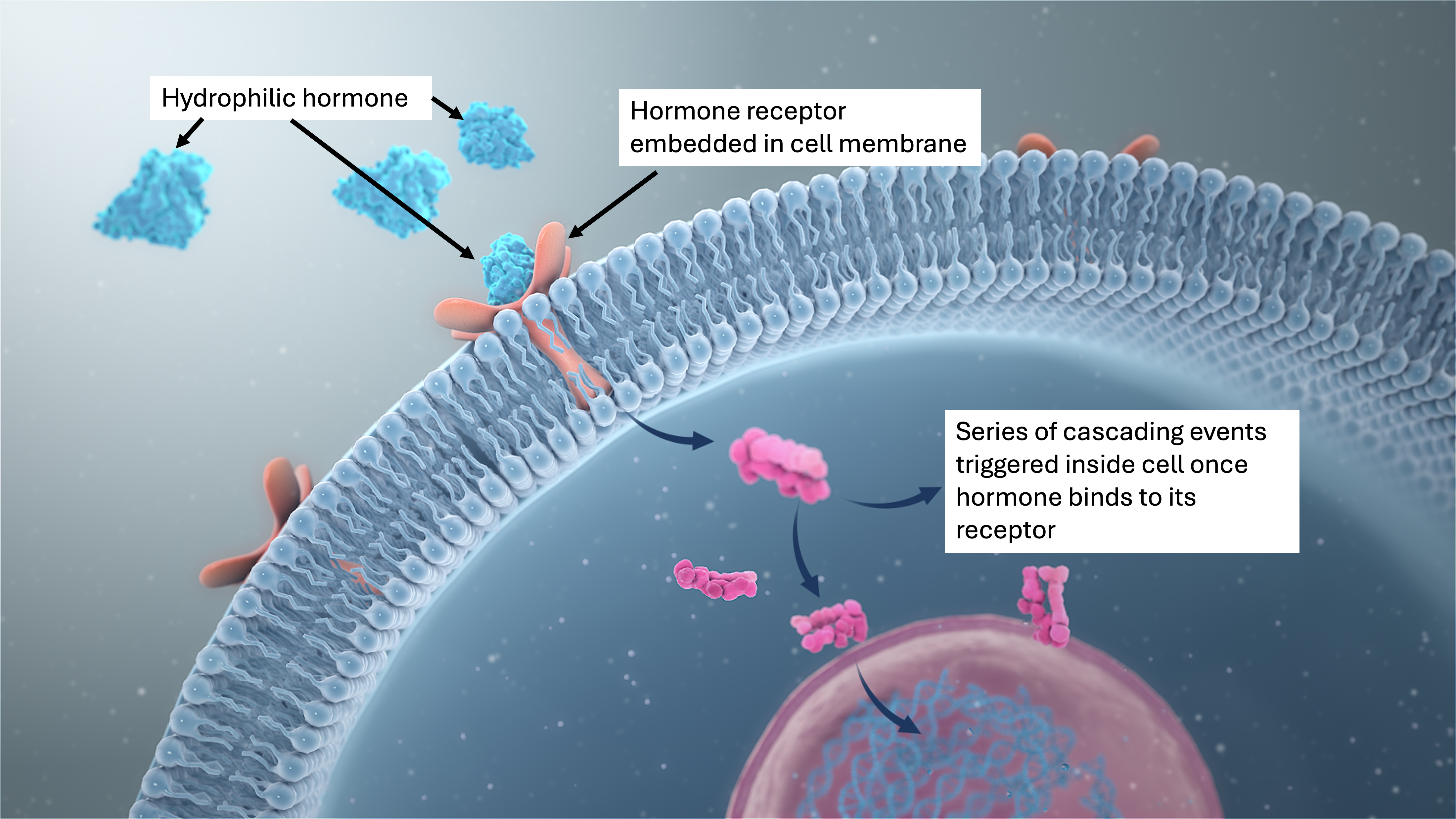 mechanism of action of hydrophilic hormones