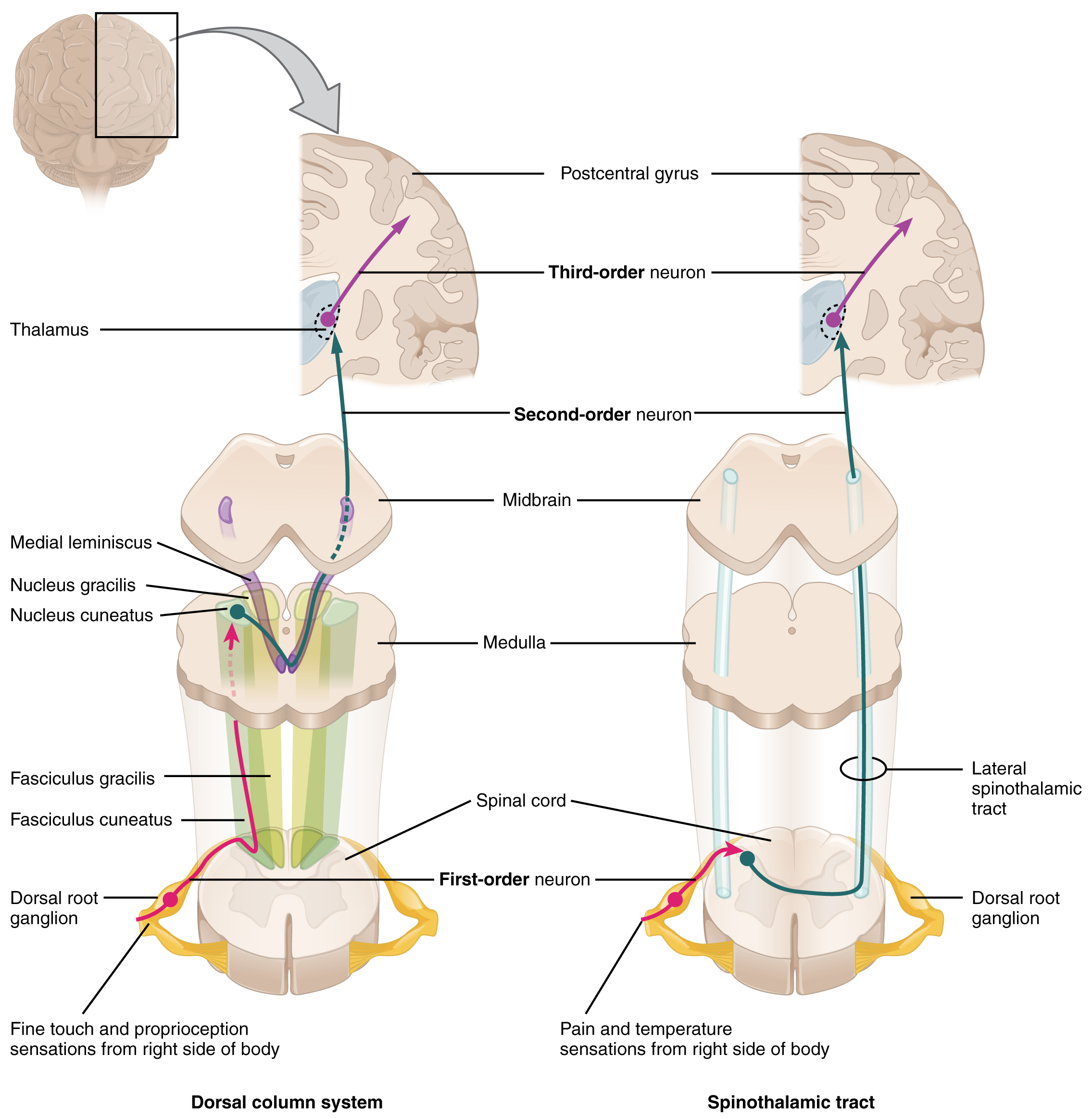 Sections of spinal cord, medulla, midbrain and brain with ascending axons of two pathways