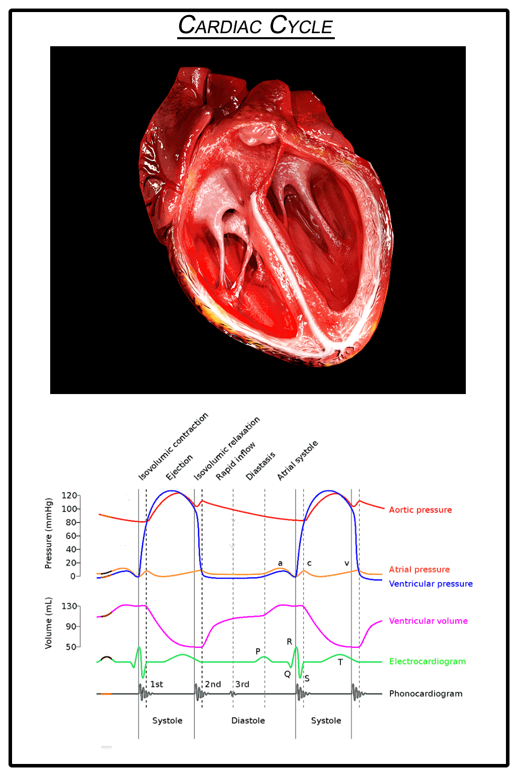 3D illustration of a heart with labeled phases of the cardiac cycle and graphs of pressure and volume changes.