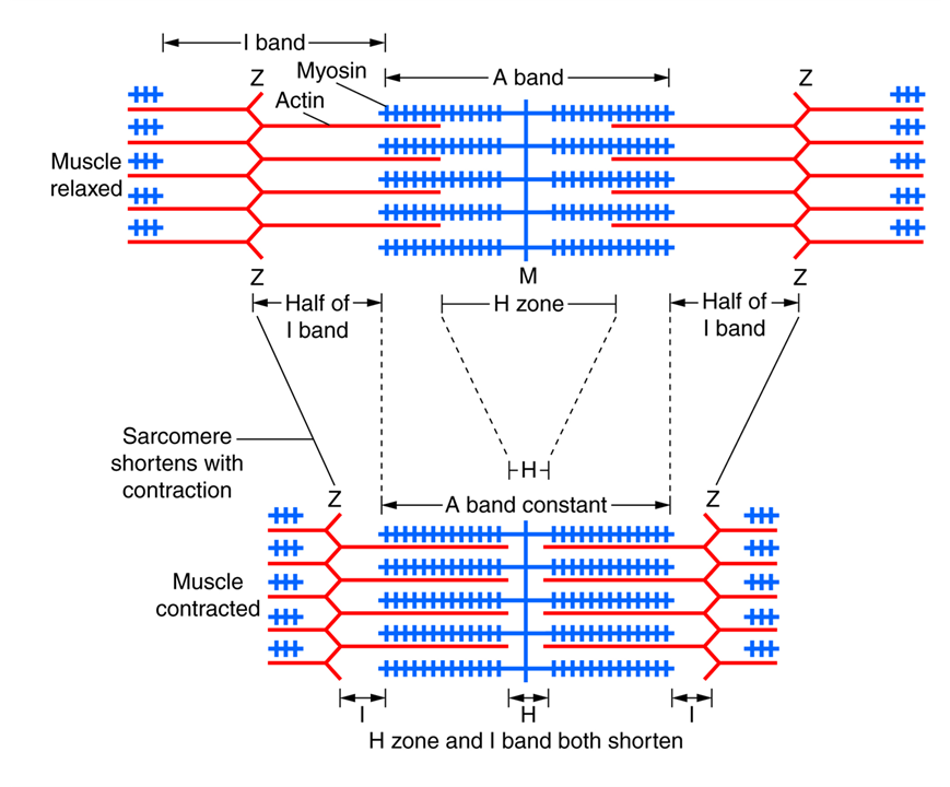 Sarcomere shortening 4.png