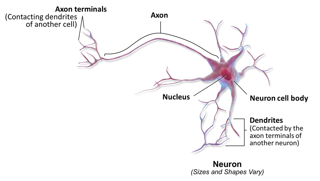Neuron Compartment 6.3: Nervous Tissue - The Wiring of the Body - Medicine LibreTexts