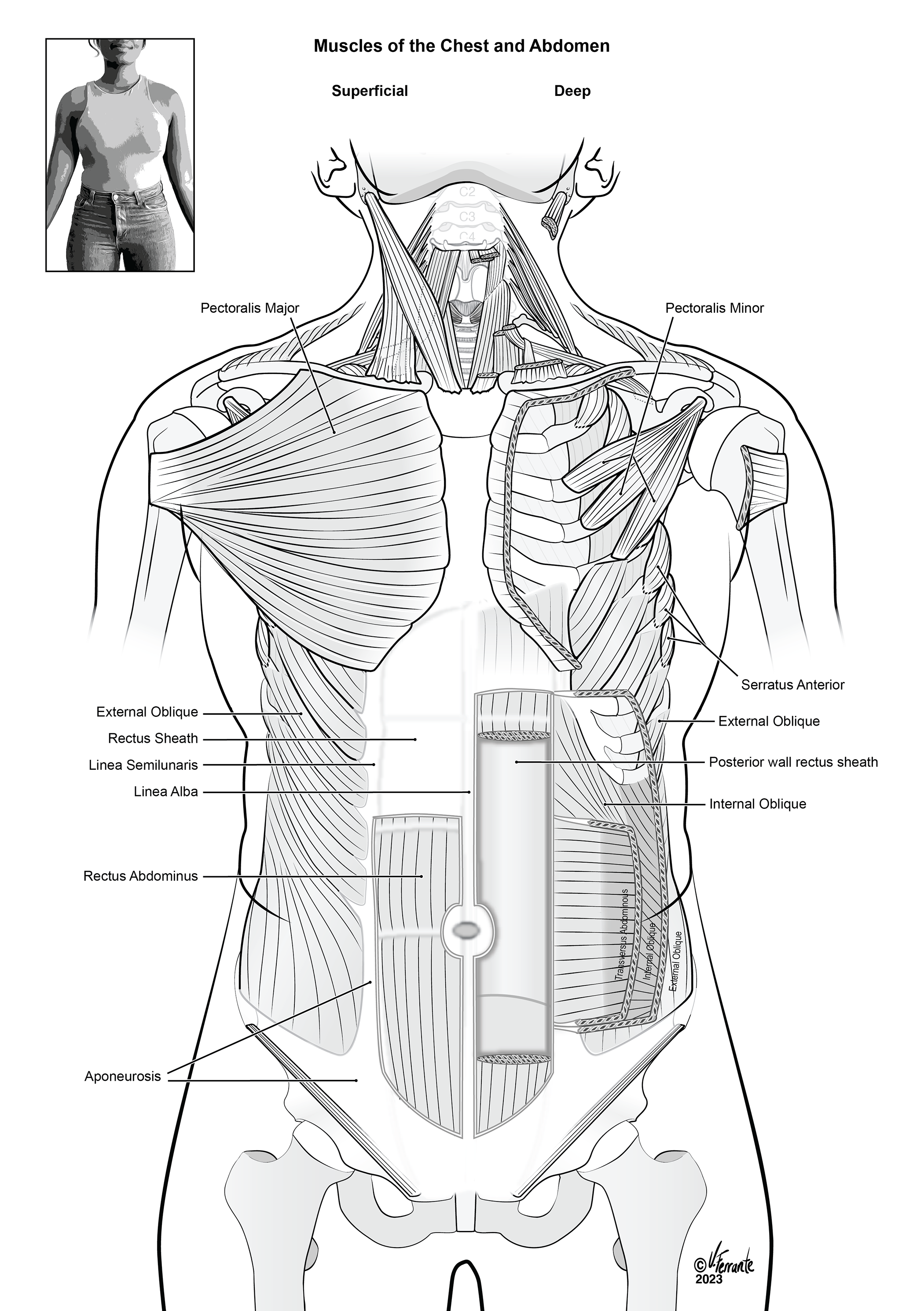Labeled superficial and deep muscles of the chest and abdomen.