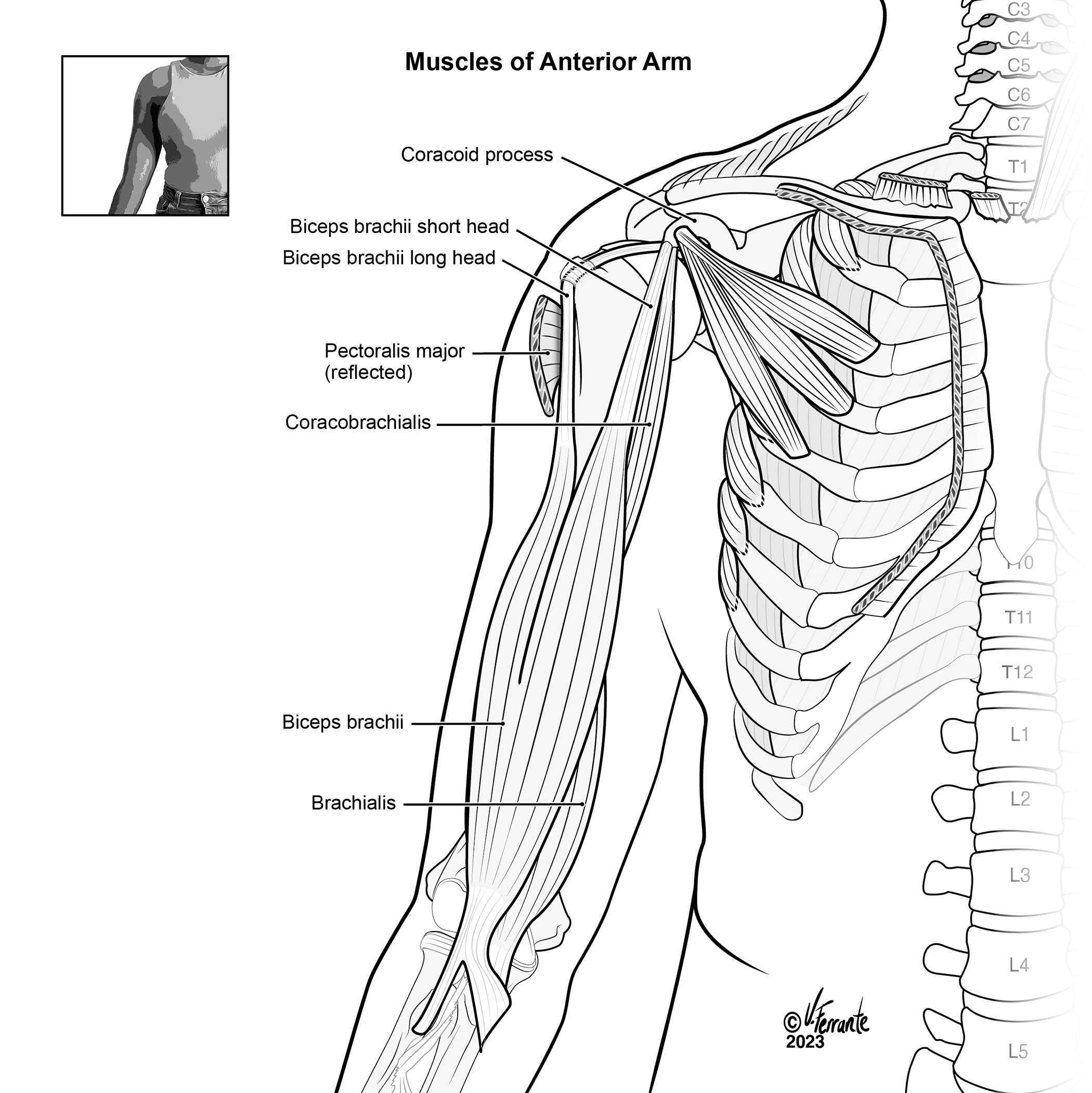 Muscles of the Anterior Arm