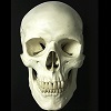Skull_from_medical_book.jpg