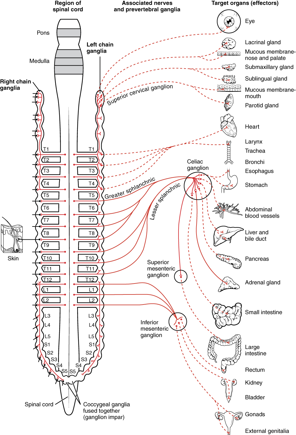 1501_Connections_of_the_Sympathetic_Nervous_System.jpg