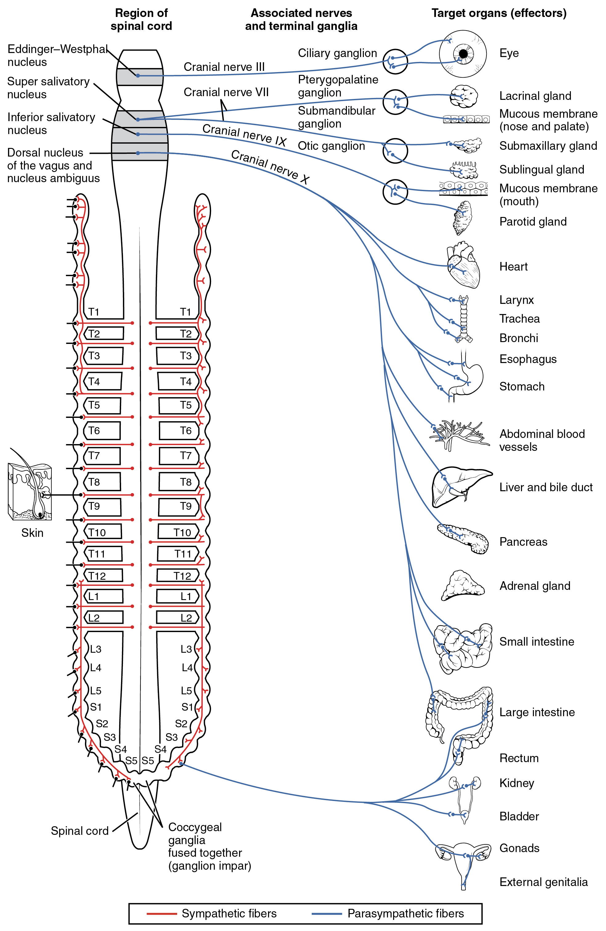 Connections of the Parasympathetic Nervous System