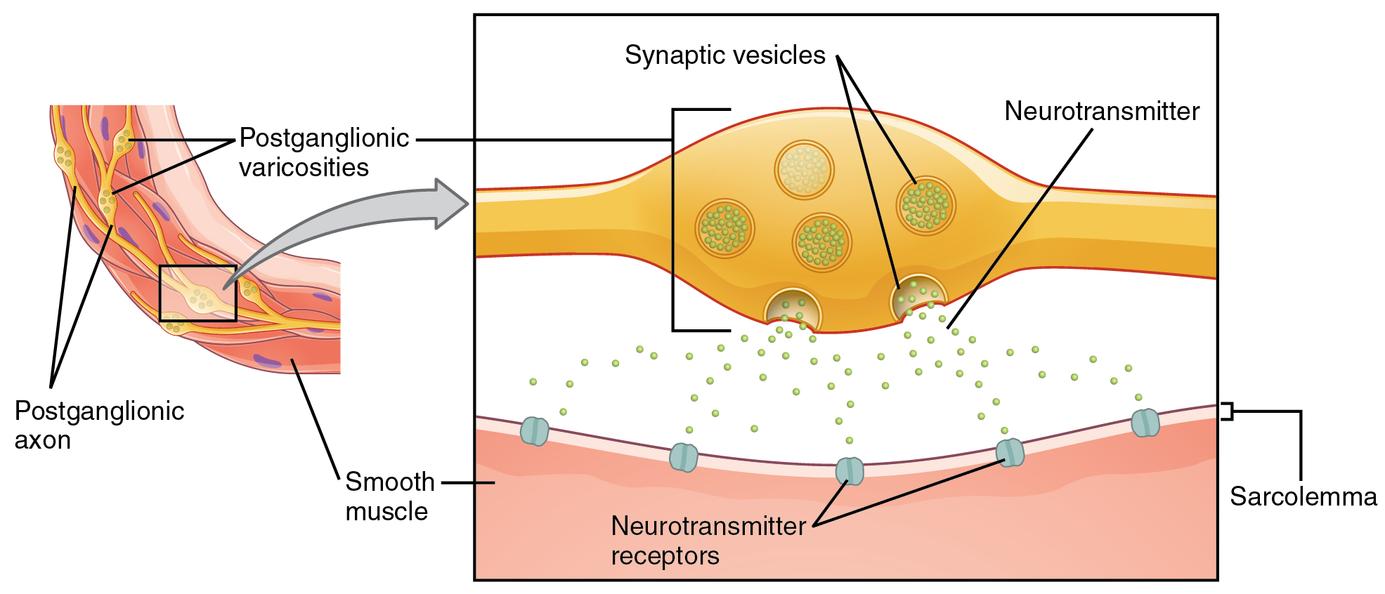 A nerve presents an enlargement with circles inside representing vesicles with neurotransmitters. 
