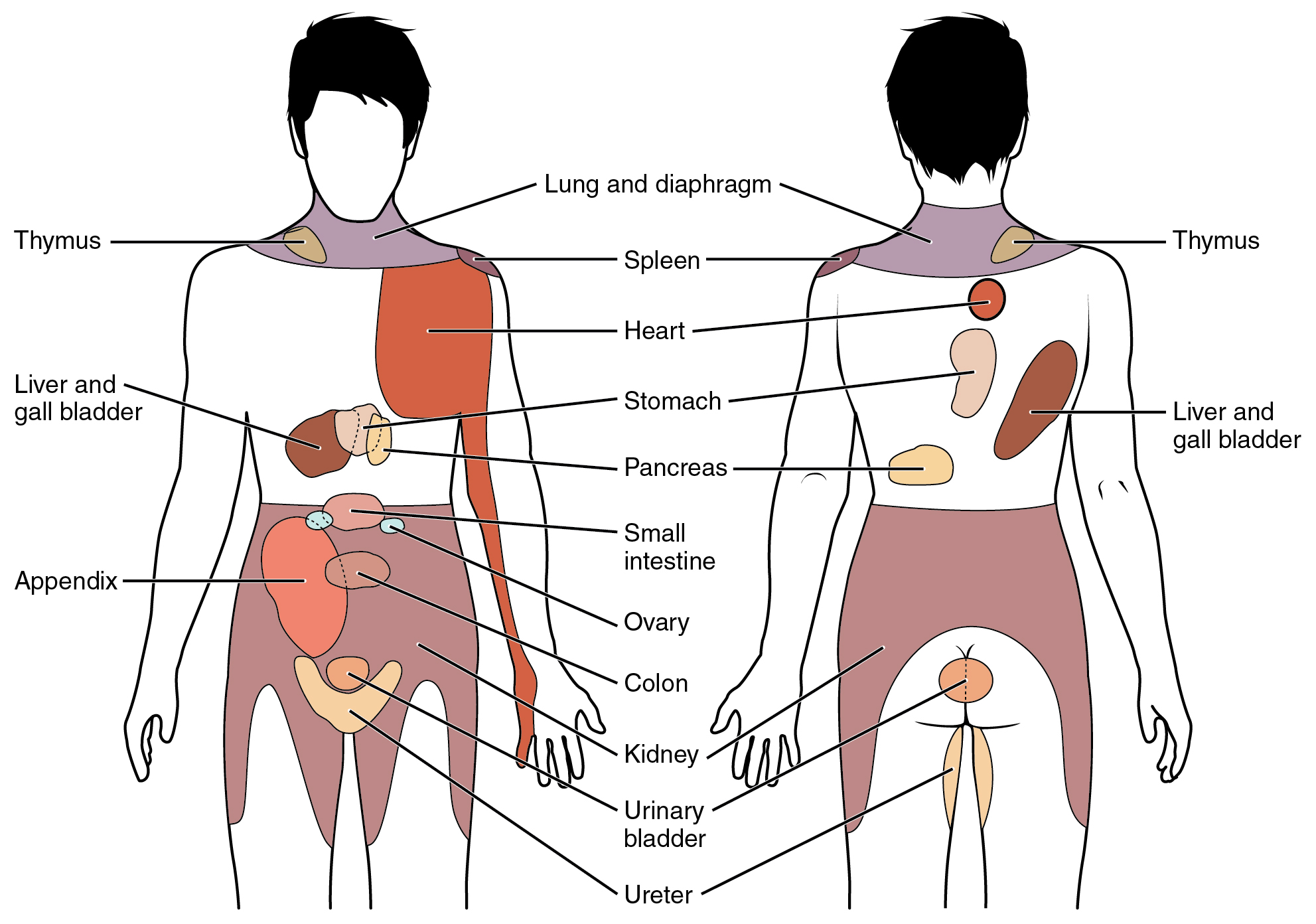 Body regions of referred pain connected to the involved organ. 